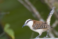 Campylorhynchus rufinucha